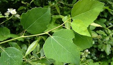 Aspen per il trattamento della prostatite cronica