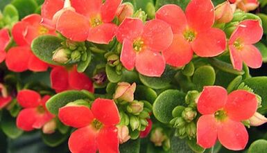 Kalanchoe per il trattamento della prostatite cronica
