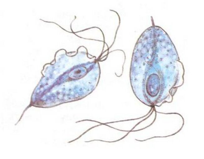 Trichomonas agenti causali della prostatite